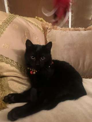 Дружелюбный черный-черный котенок в добрые руки