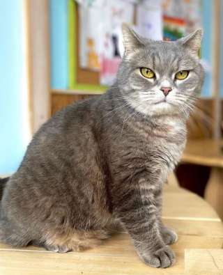 Философ и котокандидат наук Барсик ищет интеллигентную семью