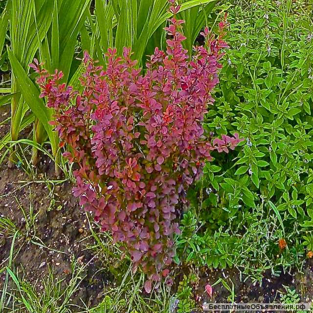 Няня с проживанием в г. Подольск Московск. обл.