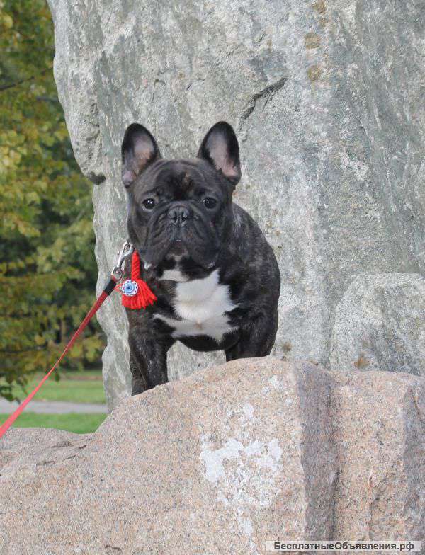 Вязка Французский бульдог