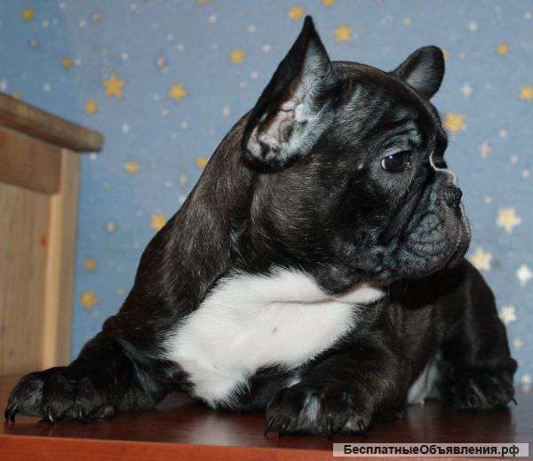 Щенка Французского бульдога