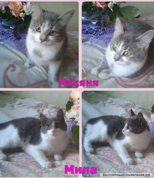 Котята подростки