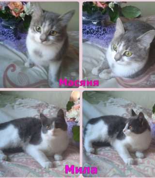 Котята подростки