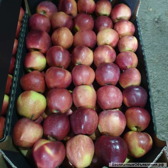 Яблоки напрямую от производителя с Краснодарского Края