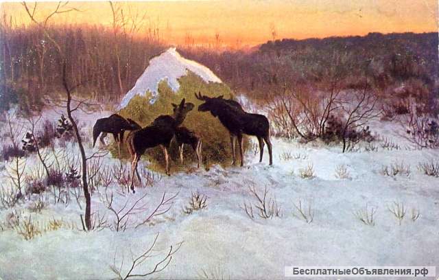 Редкая открытка "Лоси" 1903 год