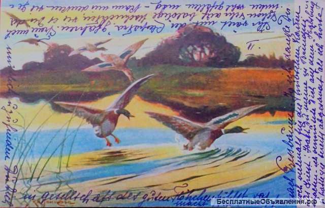 Редкая открытка "Утки прилетели" 1910 год