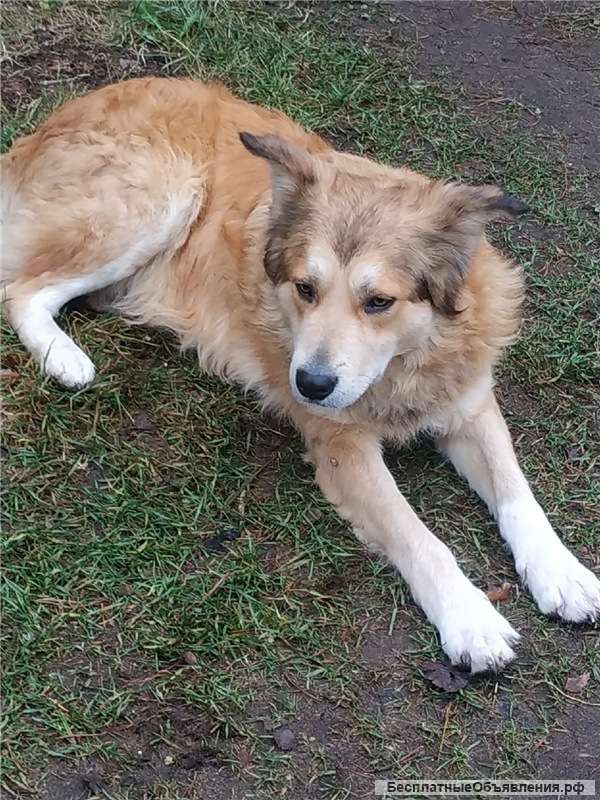 Великолепный рыжий мальчик ищет дом