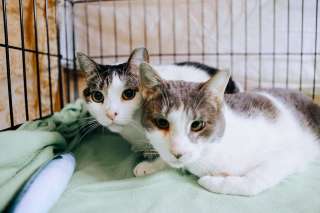 Муся и Миша ищут Дом