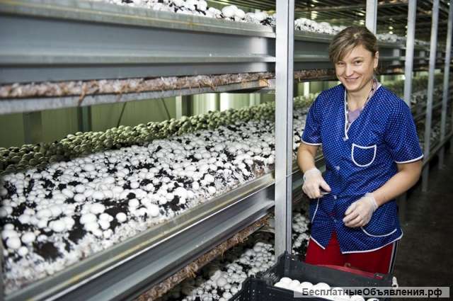 Высокооплачиваемая работа в Англии Экборо. Сбор грибов на ферме. 2200