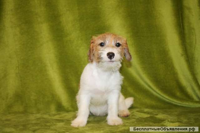 Детки джек рассел терьера