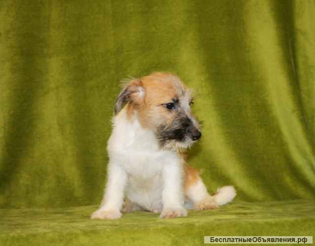 Детки джек рассел терьера