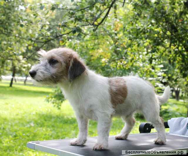 Детки джек рассел терьера