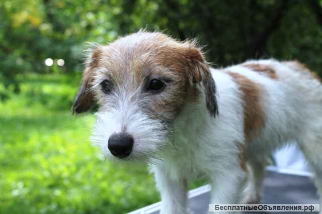 Детки джек рассел терьера