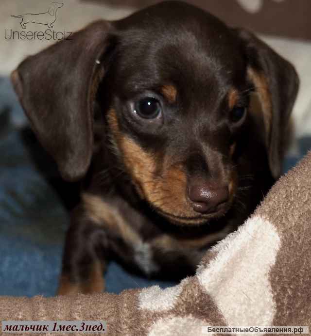 Такса кроличья - шоколадный щенок