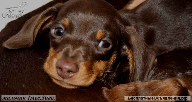 Такса кроличья - шоколадный щенок