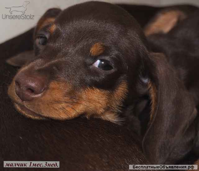 Такса кроличья - шоколадный щенок