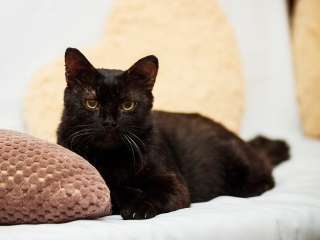 Коту нужен дом