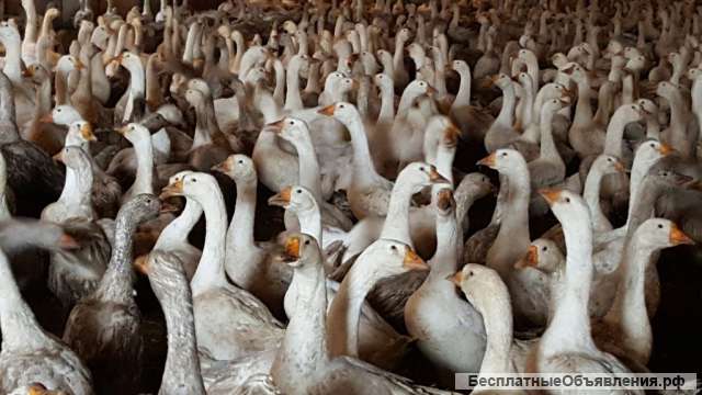 Гусь оптом напрямую с птицефермы по отличной цене
