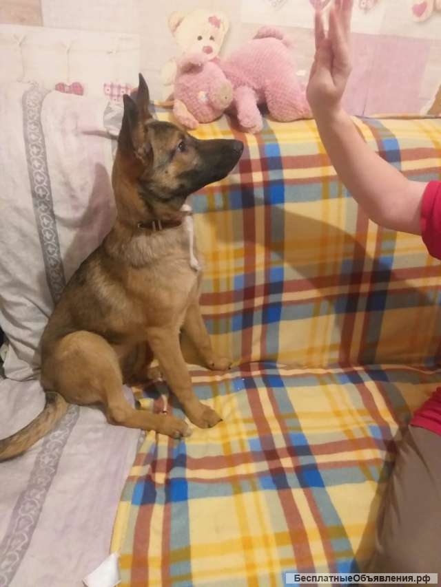 Замечательный щенок Лиза в добрые руки