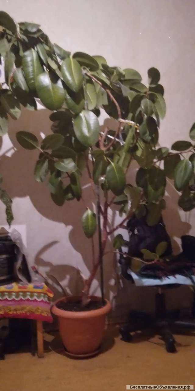 Фикус каучконосный