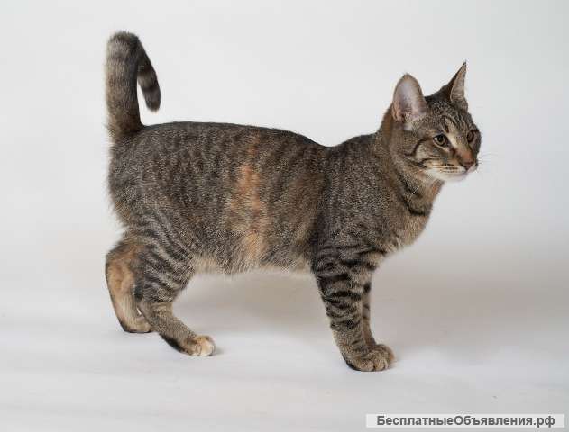 Котенок Рыська в добрые руки