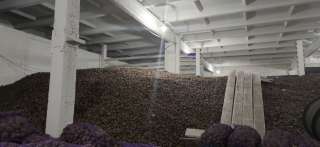 Картофель оптом