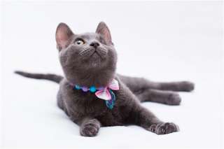 Котенок Сонечка в поисках ответственных родителей