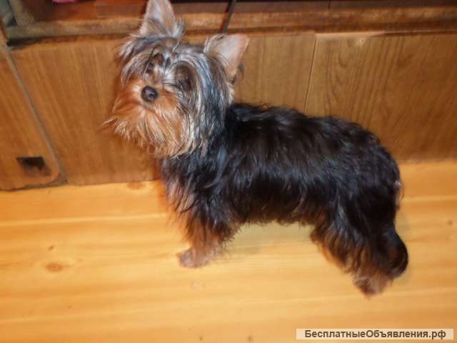 Йорк мини мальчик 6 мес