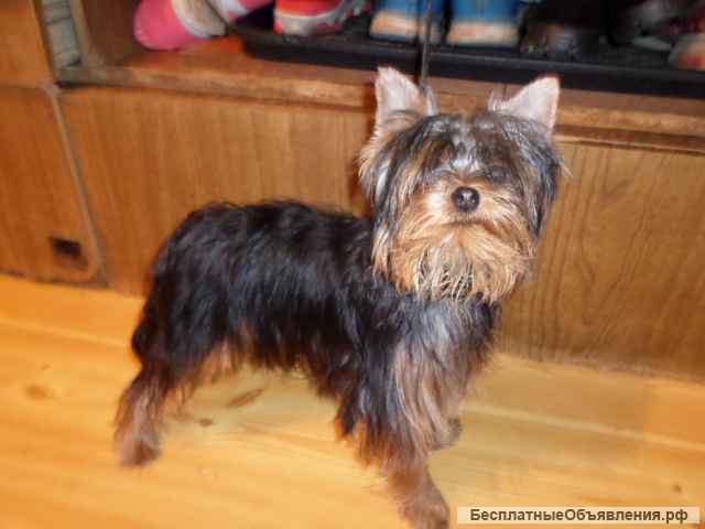 Йорк мини мальчик 6 мес