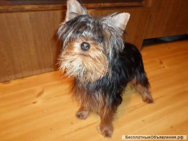Йорк мини мальчик 6 мес