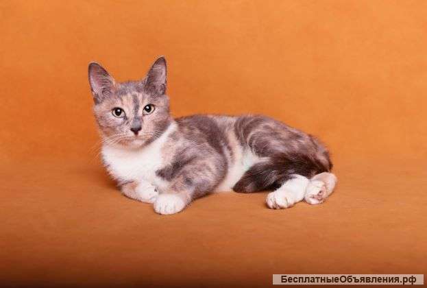 Кошечка Шанель в дар