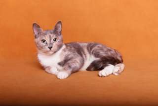 Кошечка Шанель в дар