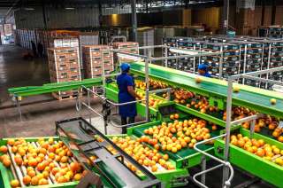 Высокооплачиваемая работа на склад овощей и фруктов в Нидерландах