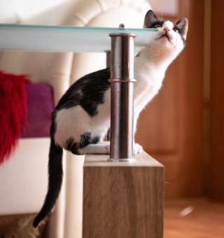 Красивый маркизный котенок в добрые руки