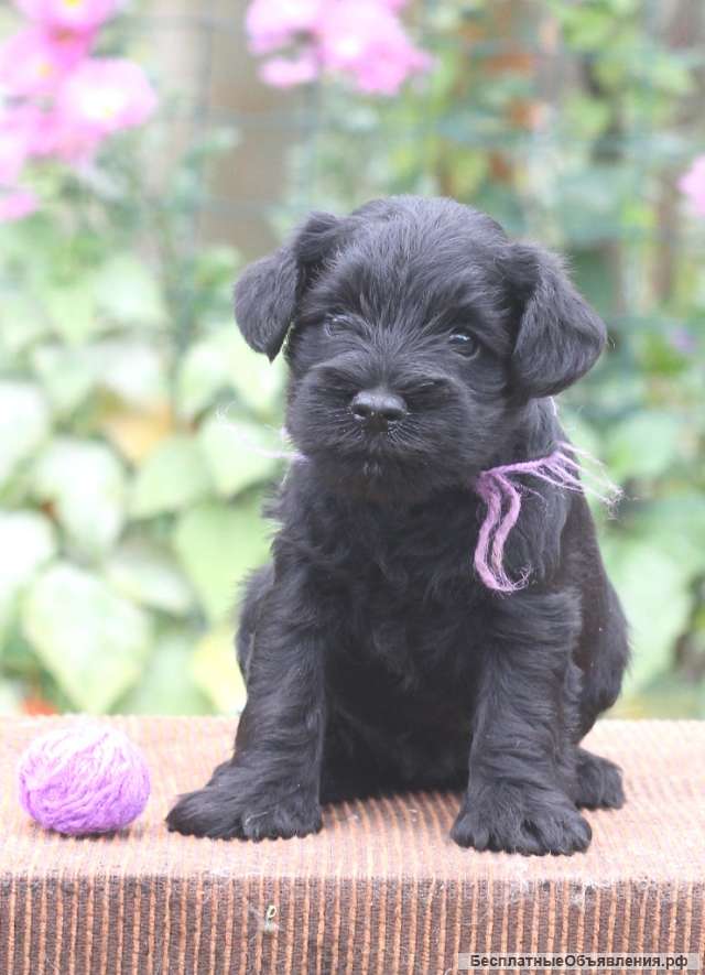 Цвергшнауцер - щенки от Чемпионов, окрас чёрный