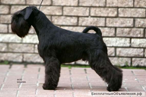 Цвергшнауцер - щенки, новый помёт в питомнике