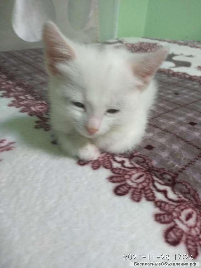 Снежинка ждёт хозяина