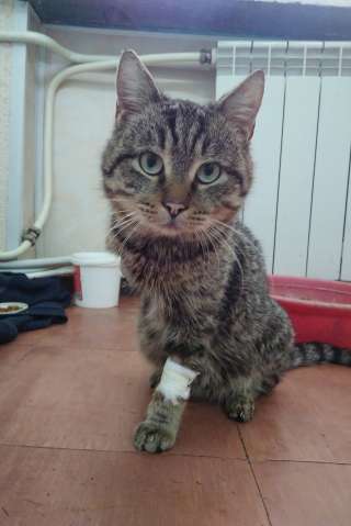 Коту Серёже нужна помощь