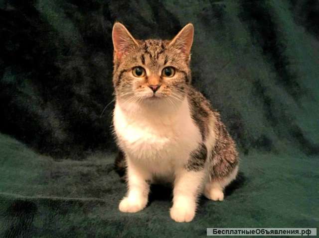 Котёнок Нюша ищет дом