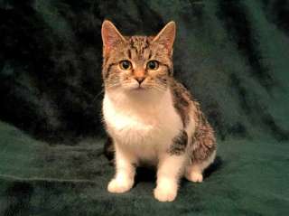 Котёнок Нюша ищет дом