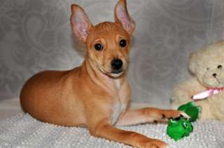 Невероятный мистер Кайф