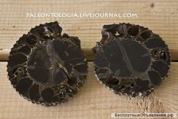 Кальцитовый аммонит 0006