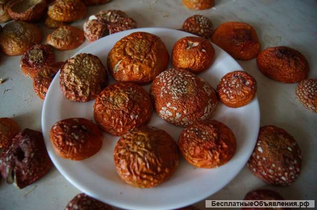 Мухомор Красный