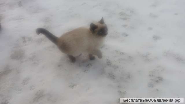 Отдам котят