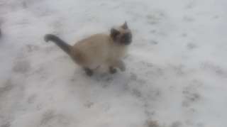 Отдам котят