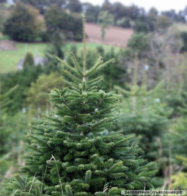 Датские пихты (Пихта Нордмана и Пихта Фразера)
