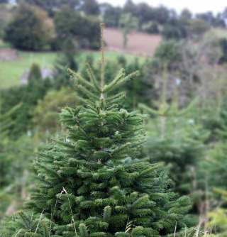 Датские пихты (Пихта Нордмана и Пихта Фразера)