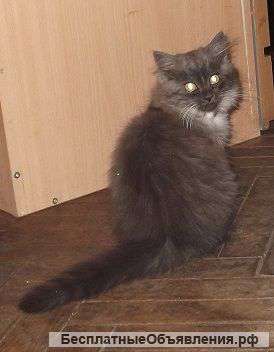 Отдам котят