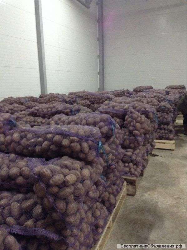 Картофель оптом
