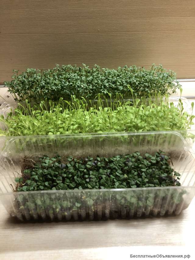 Выращенная микрозелень
